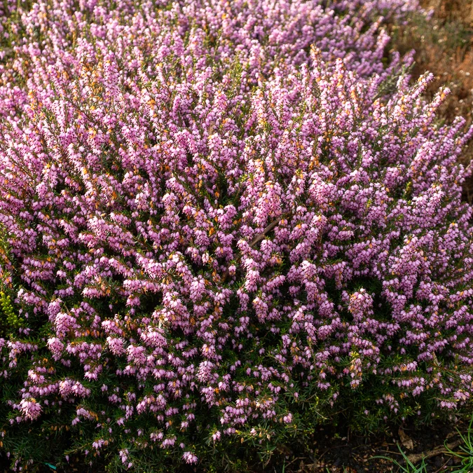 Winterheide 'Darley Dale'