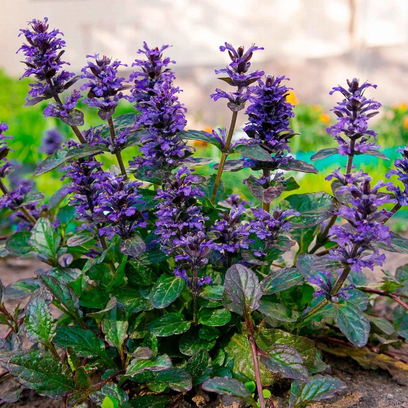 Rotblättriger Günsel 'Atropurpurea'
