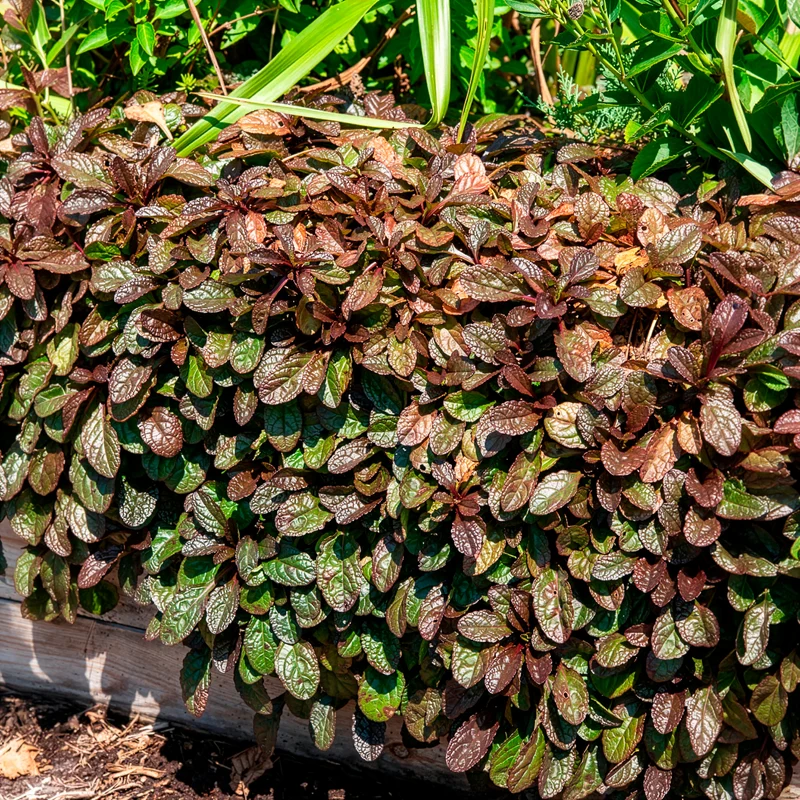 Rotblättriger Günsel 'Atropurpurea'