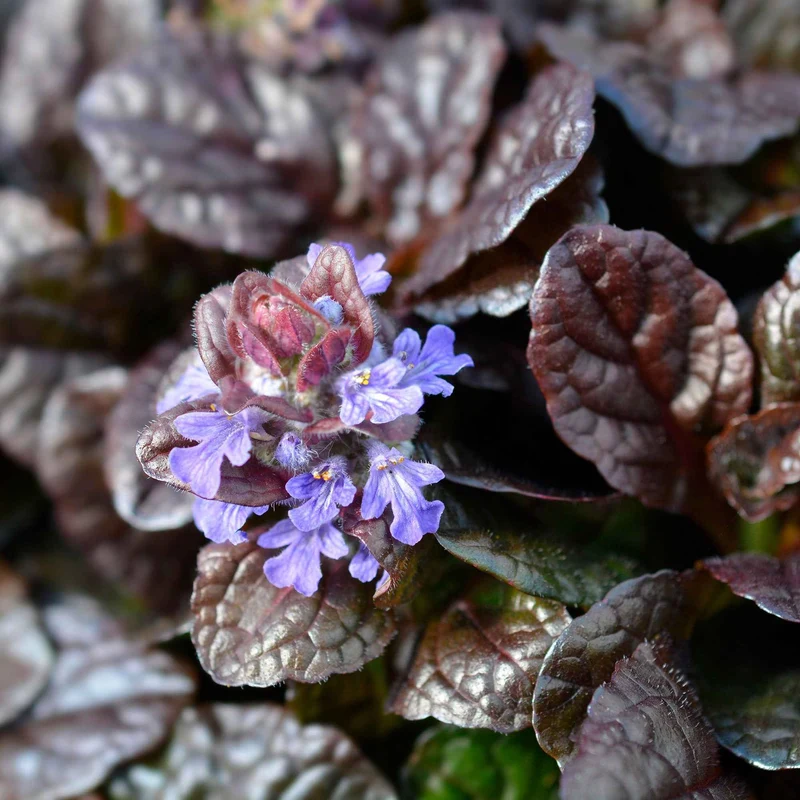 Rotblättriger Günsel 'Atropurpurea'