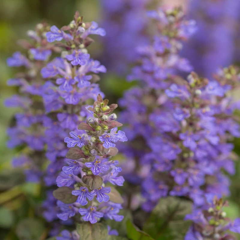Rotblättriger Günsel 'Atropurpurea'