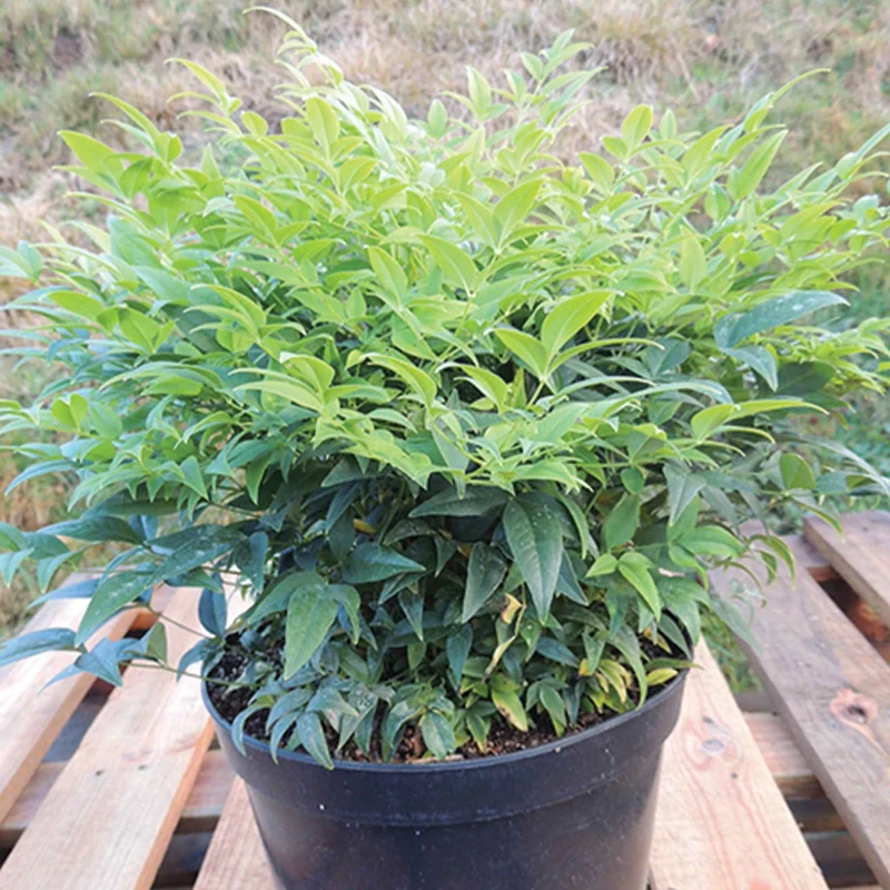 Himmelsbambus 'Magical Lemon and Lime'