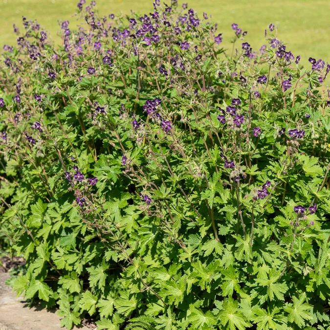 Braune Staudengeranie