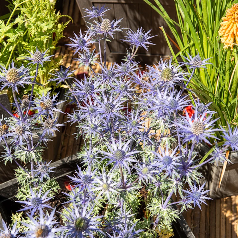 Blaue Stranddistel 'Lapis Blue'