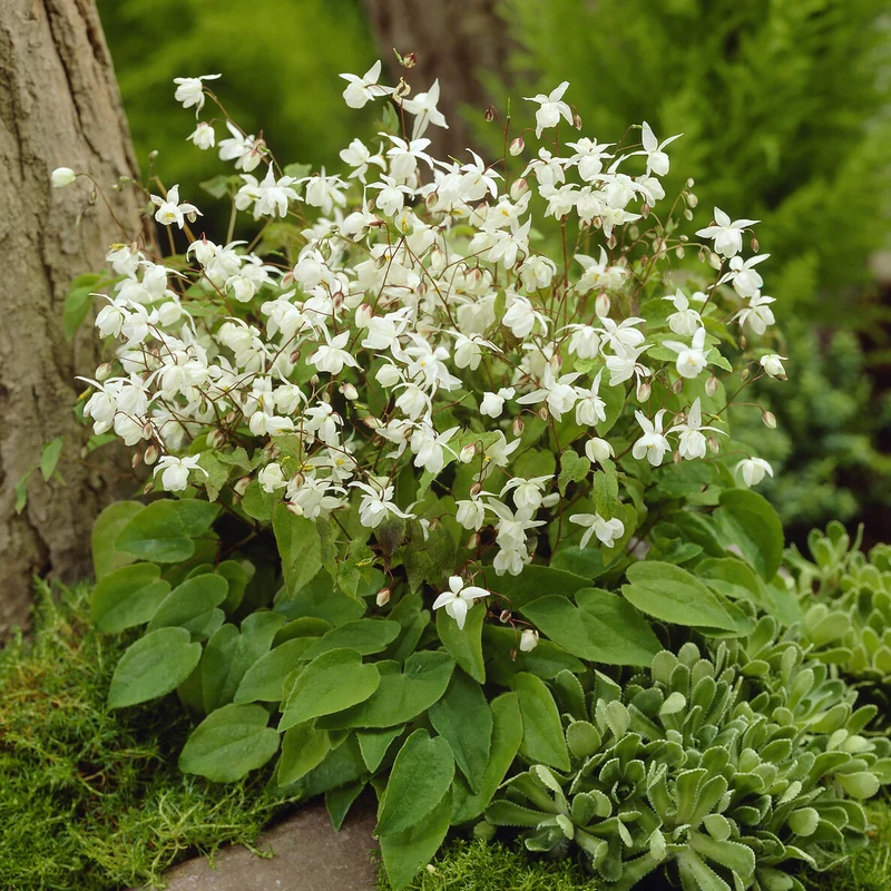 Elfenblume Niveum