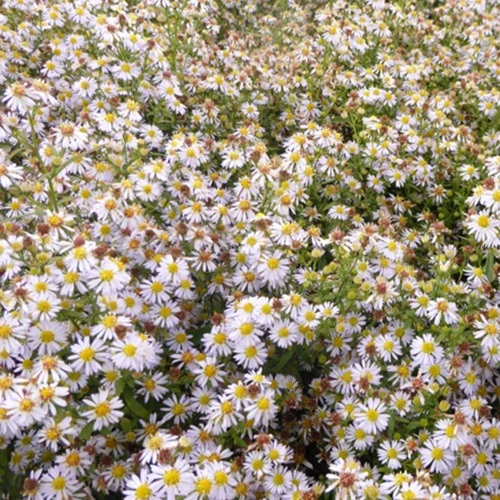 Myrten Aster 'Erlkönig'
