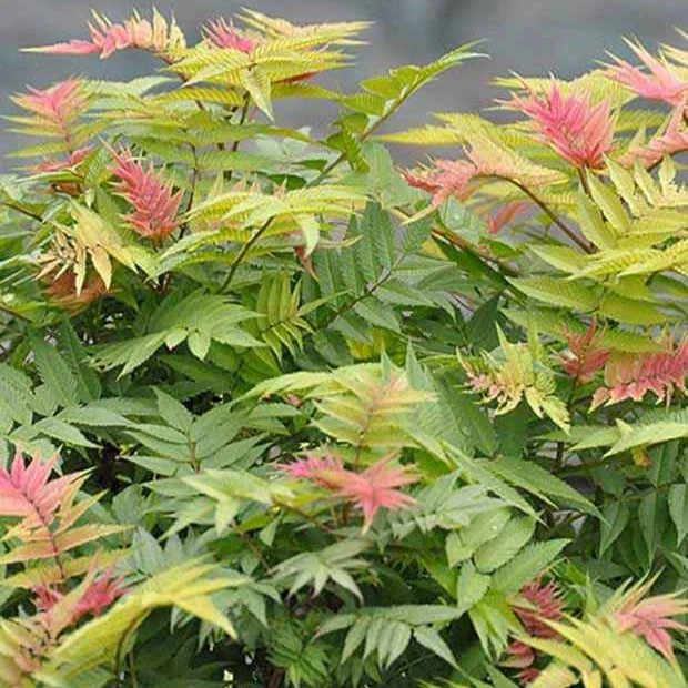 Fiederspiere Pink Hopi®