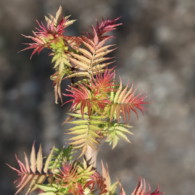Fiederspiere Pink Hopi®