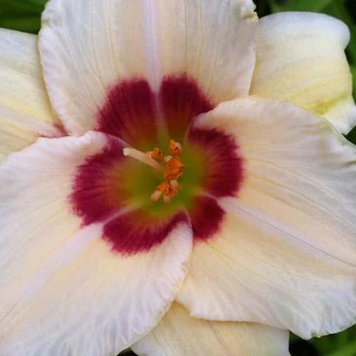 Hemerocallis Pandora's Box Lilie eines Tages