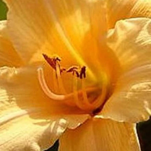 Hemerocallis Curls Lilie eines Tages