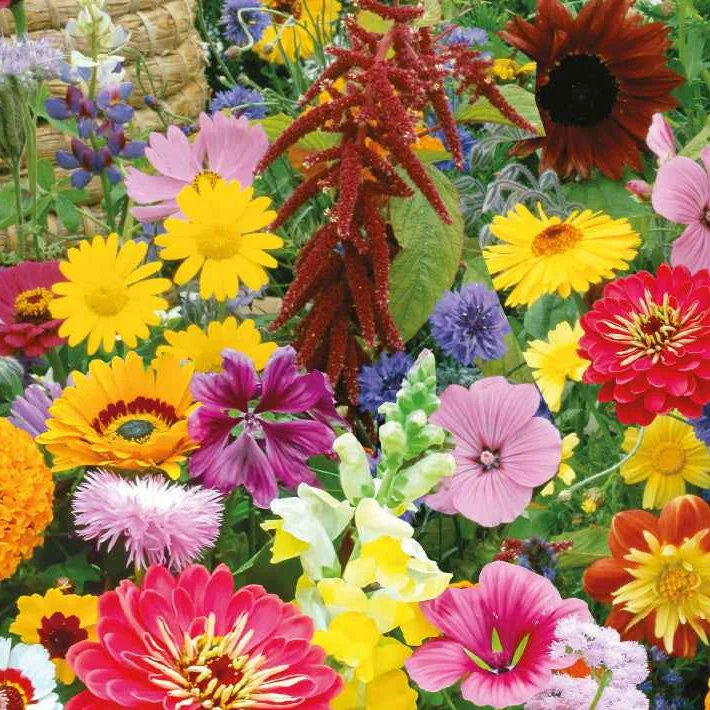 Bio-Blumenmischung für Bienen & Schmetterlinge (7 m²)