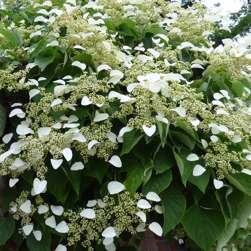 Kletterpflanzen-Kollektion Jasmin, Glyzinie, Kletterhortensie (x3)