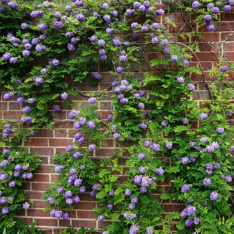 Kletterpflanzen-Kollektion Jasmin, Glyzinie, Kletterhortensie (x3)