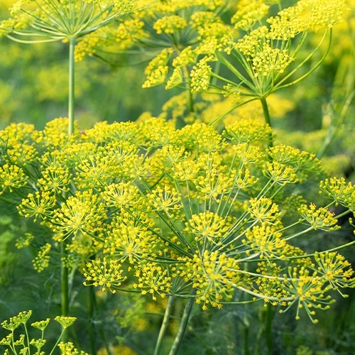 Dill ‘Bouquet’ Bio