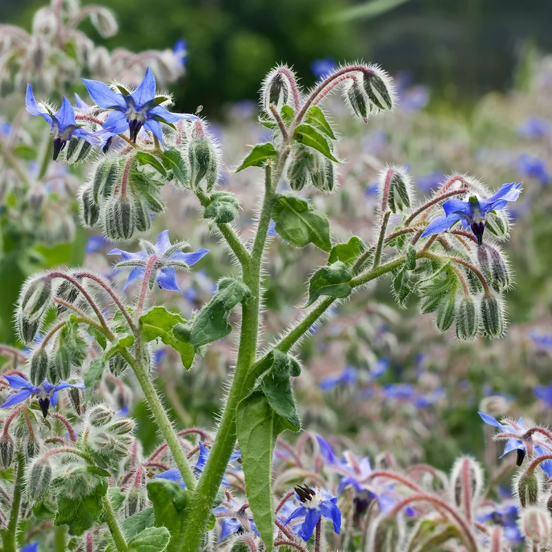 Borretsch Blau Bio