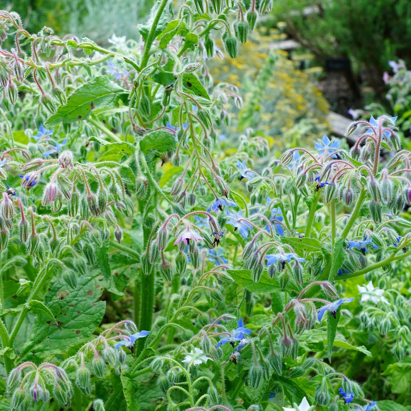 Borretsch Blau Bio