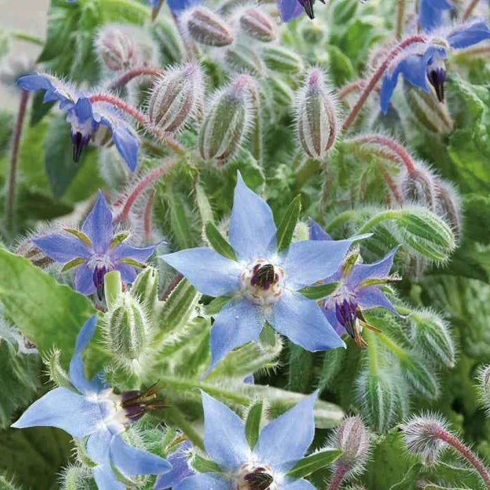 Borretsch Blau Bio
