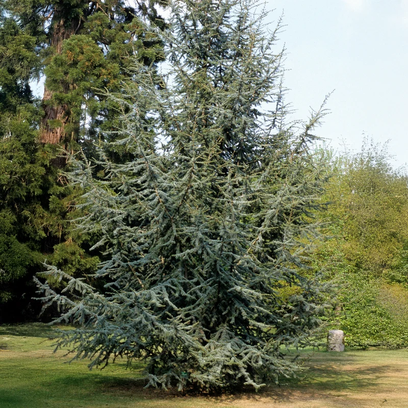 Blaue Atlaszeder