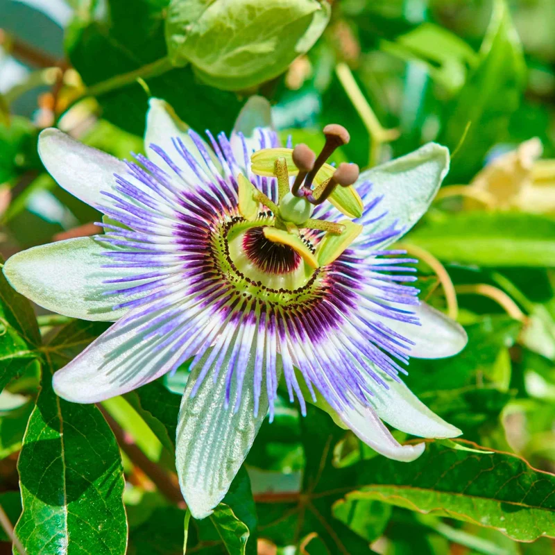 Passionsblume