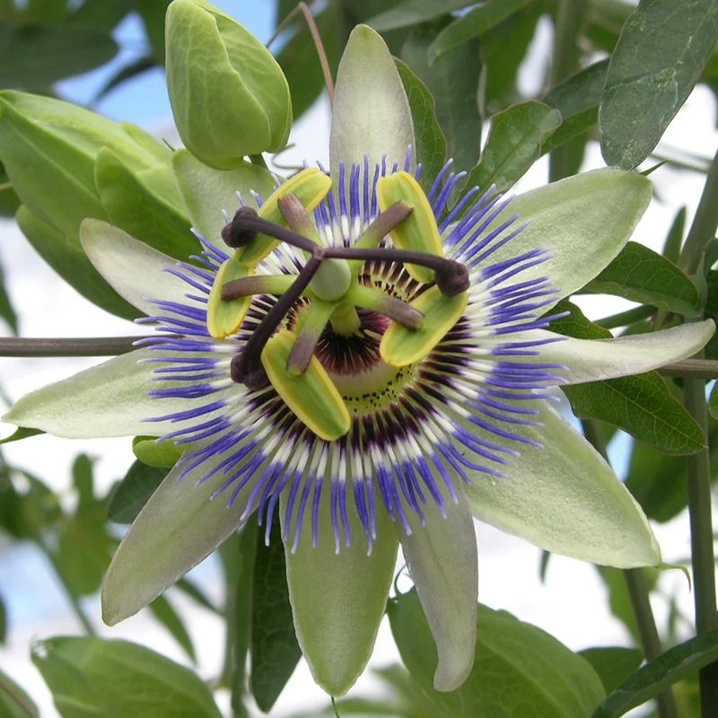 Passionsblume