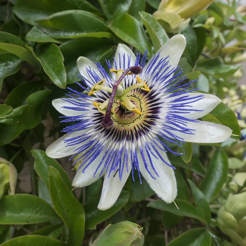 Passionsblume