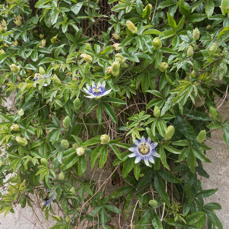 Passionsblume