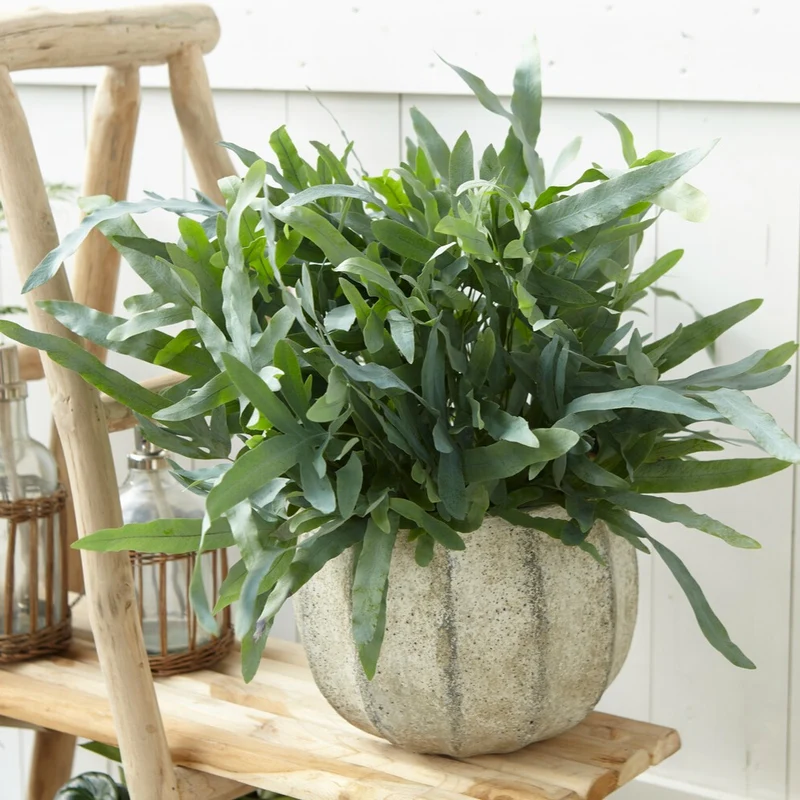 Blaufarn 'Blue Star'