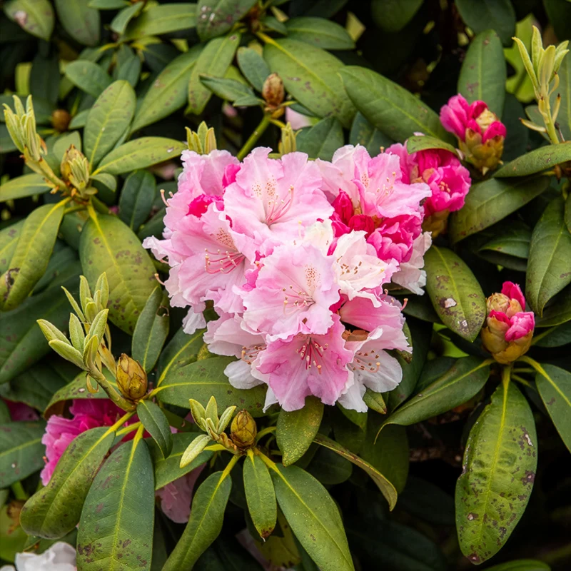 Yakushimanum-Rhododendron ‘Doc’