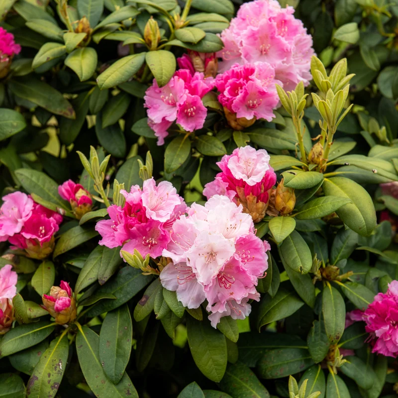 Yakushimanum-Rhododendron ‘Doc’