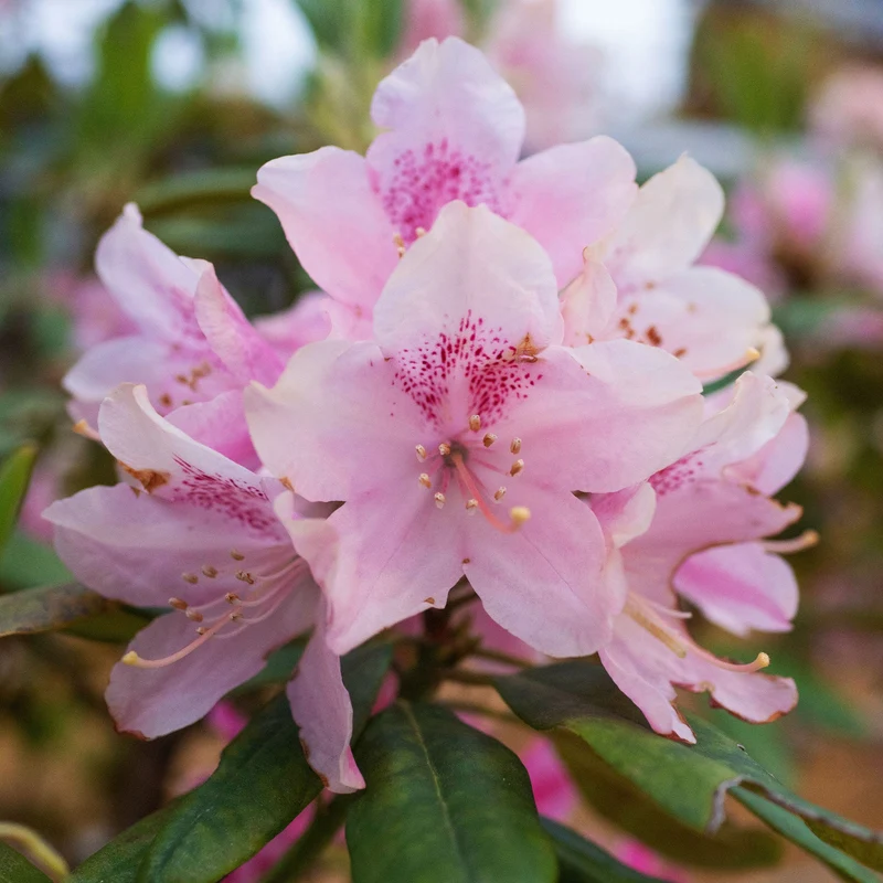 Yakushimanum-Rhododendron ‘Doc’