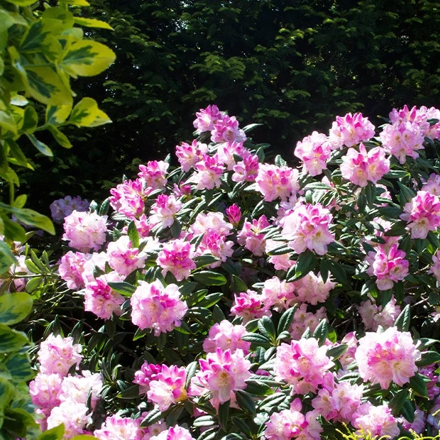Yakushimanum-Rhododendron ‘Doc’