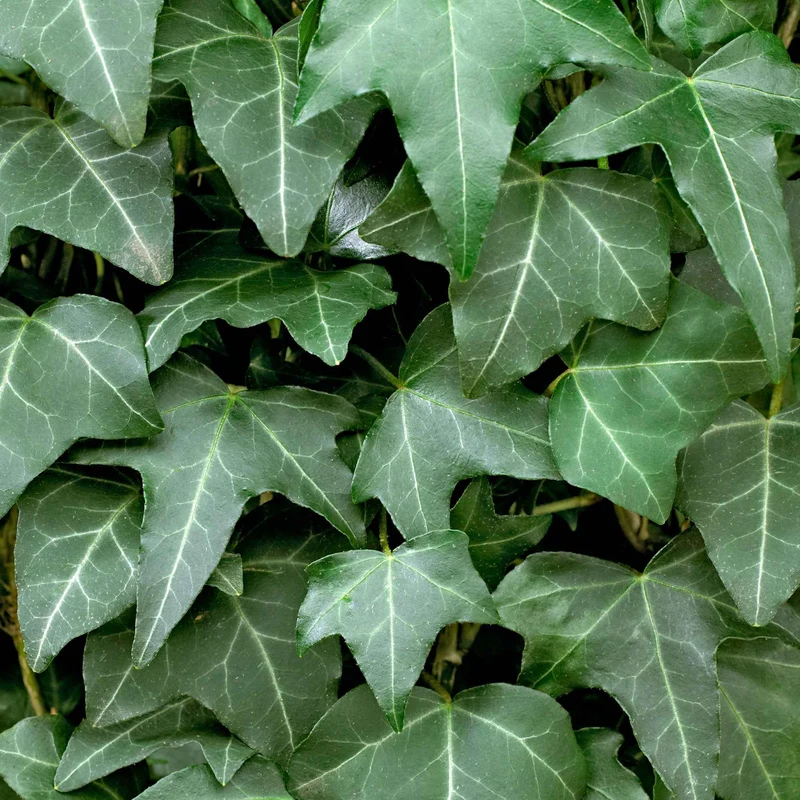 Efeu