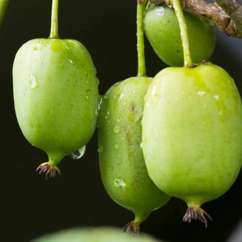 Mini-Kiwi 'Issai'