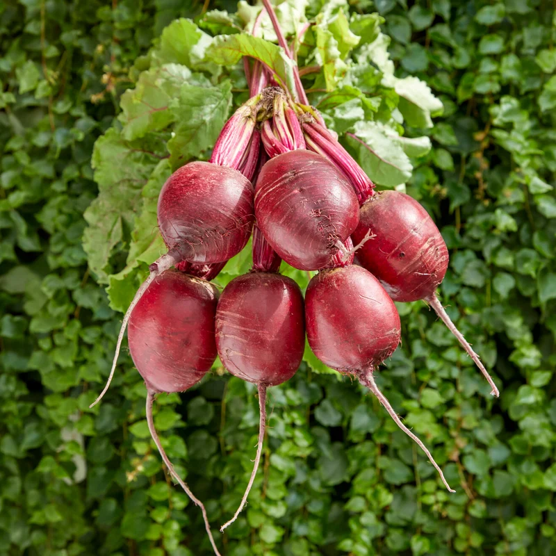 Rote Beete 'Kogel 2'