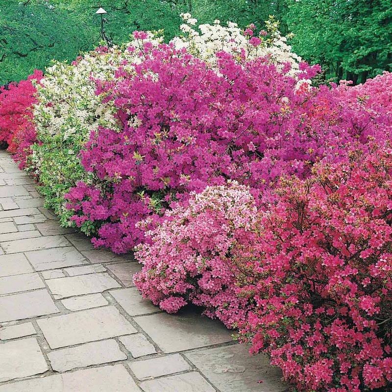 Japanische Azalee ‘Geisha Purple’