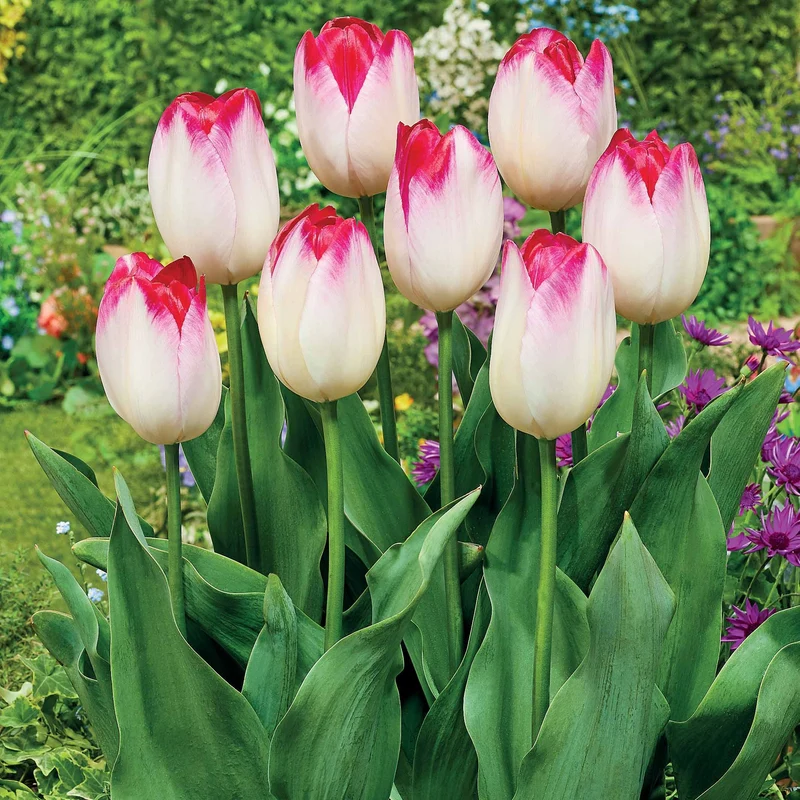 Triumph Tulpe 'Supri Erotic' (x10)