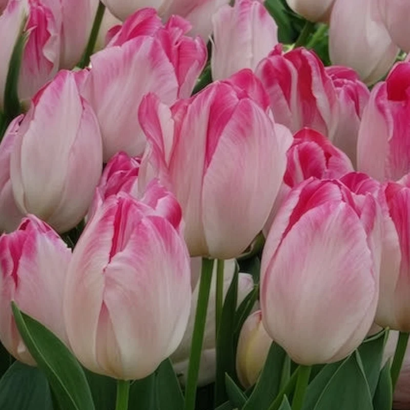 Triumph Tulpe 'Supri Erotic' (x10)