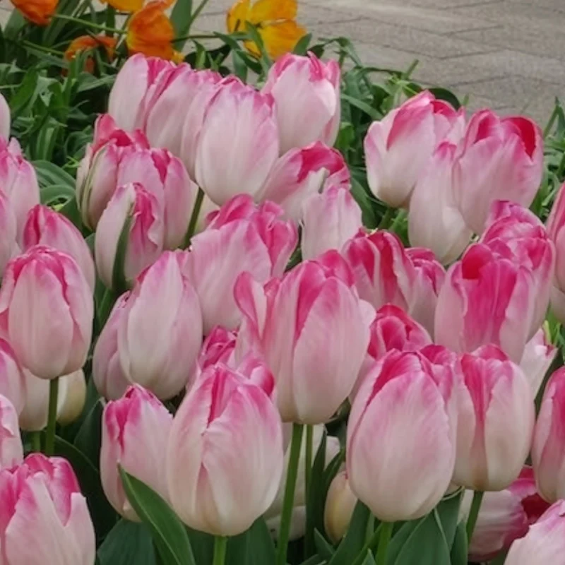 Triumph Tulpe 'Supri Erotic' (x10)