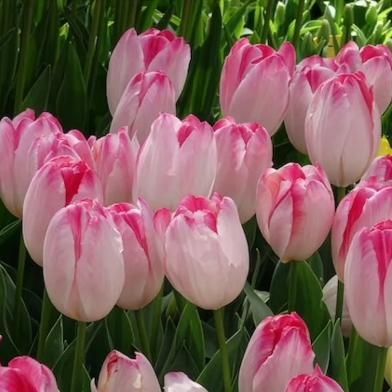 Triumph Tulpe 'Supri Erotic' (x10)