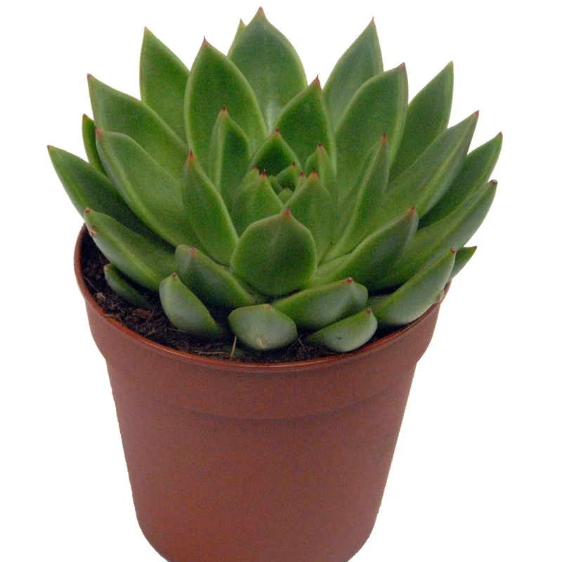 Echeveria agavoides im weißen Übertopf ELHO