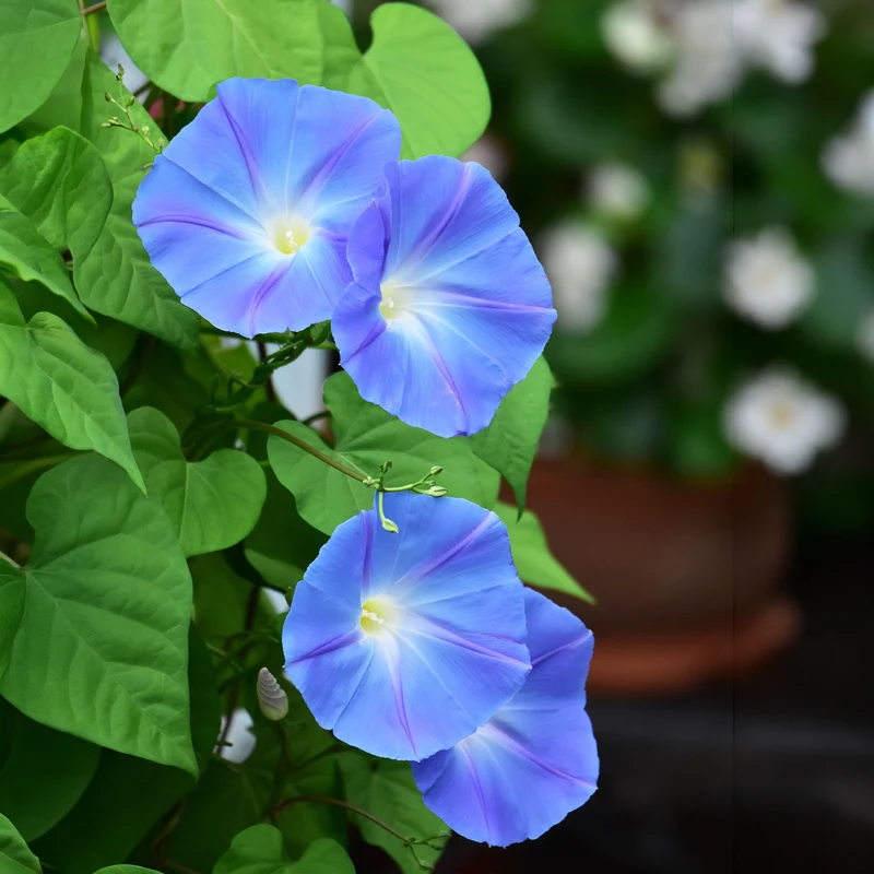 Blaue Prunkwinde Heavenly Blue