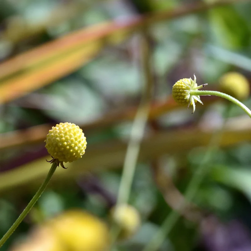 Ananasblume