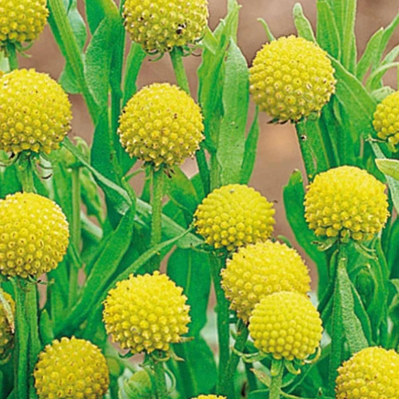 Ananasblume