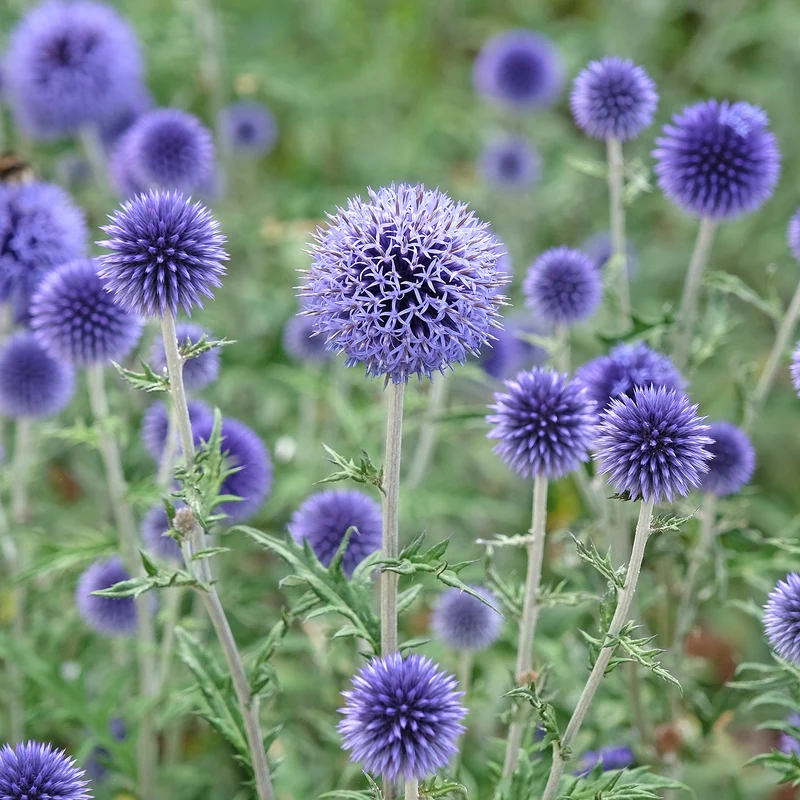 Ruthenische Kugeldistel