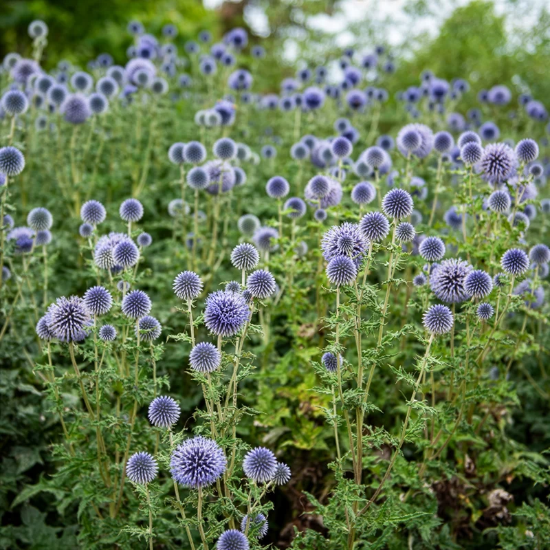 Ruthenische Kugeldistel
