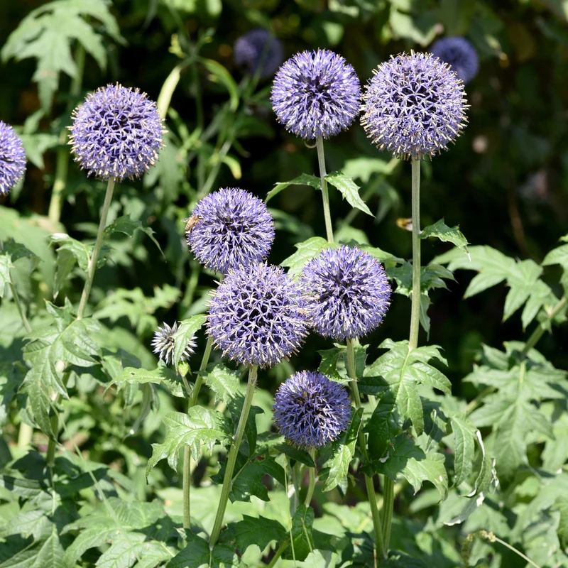 Ruthenische Kugeldistel