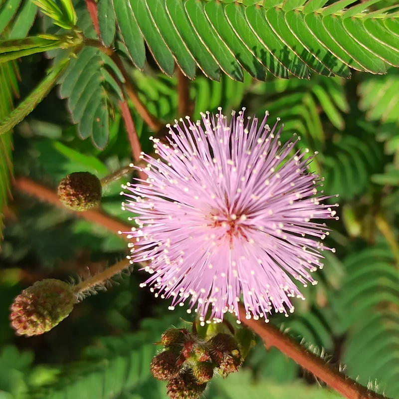 Mimose pudica (Sinnpflanze)