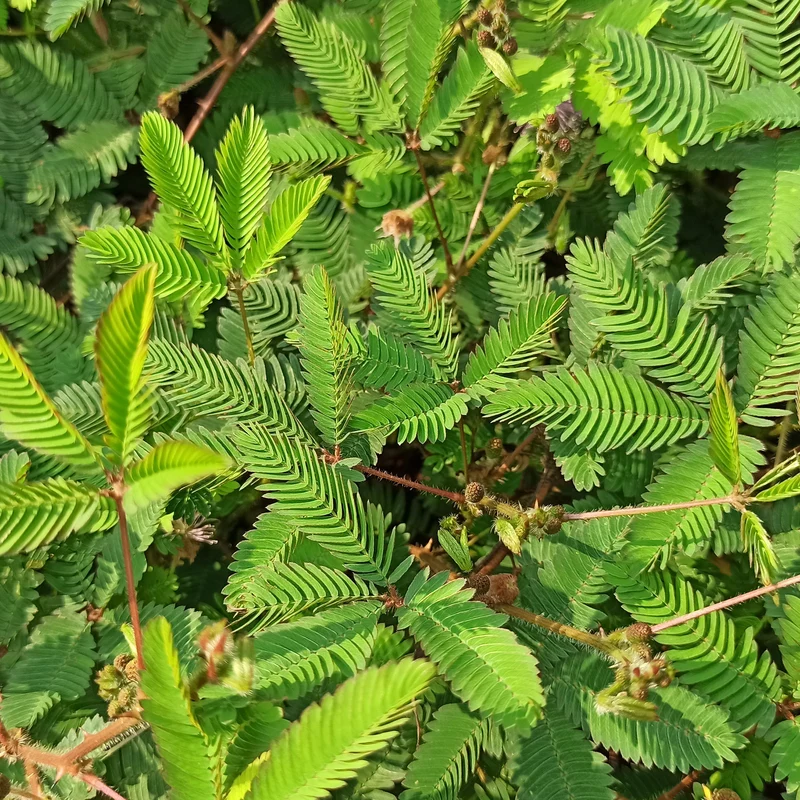 Mimose pudica (Sinnpflanze)