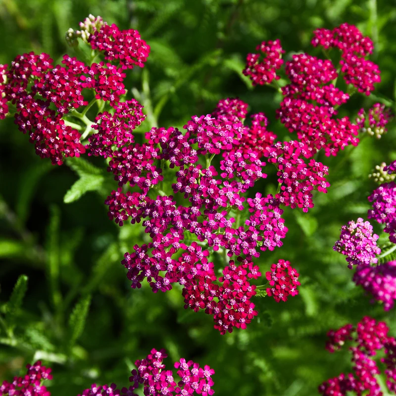 Schafgarbe ‘Cerise Queen’