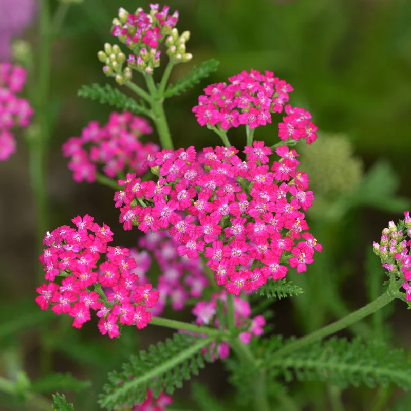 Schafgarbe ‘Cerise Queen’